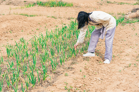 种地gif摄影照片_种地白天农民户外种菜摄影图配图