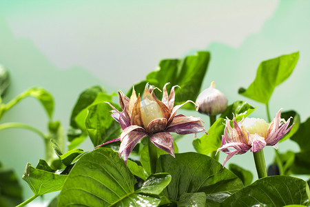 米黄色二十四节气摄影照片_夏季夏天立夏空心菜大蒜头摄影图配图