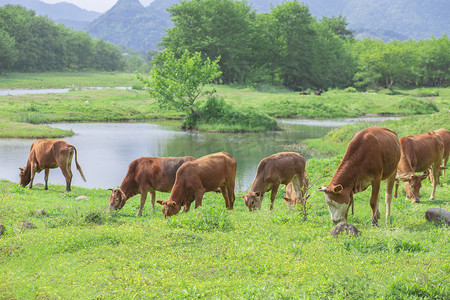 黄牛摄影照片_草地上的一群牛下午牛草地无摄影图配图