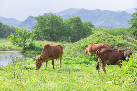 牧童骑黄牛摄影照片_草地上的黄牛下午牛草地无摄影图配图
