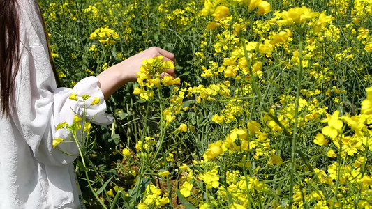 人物鲜花摄影照片_春天手抚鲜花油菜花花海女孩背影花海女生行走