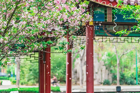 树枝元素摄影照片_春季白天樱花树亭子公园春游摄影图配图