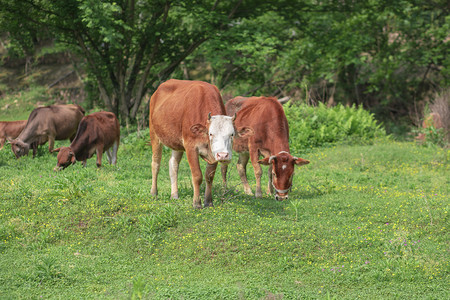 吃草的牛下午牛草地无摄影图配图