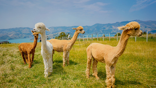 羊驼新西兰下午羊驼户外风景和动物摄影图配图