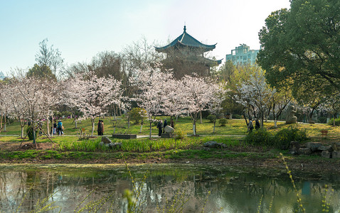 樱花时节白天樱花公园全景摄影图配图
