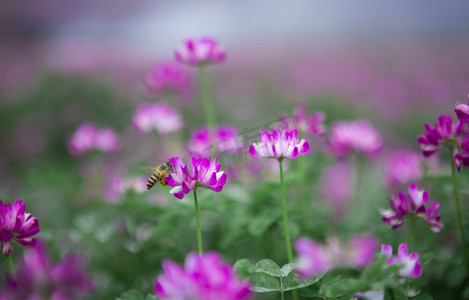 采花粉的蜜蜂下午蜜蜂田地无摄影图配图