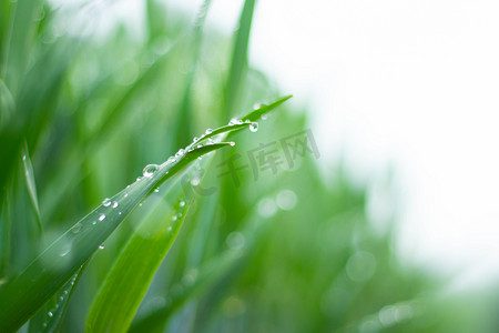 春季早上麦苗水滴农田植物摄影图配图