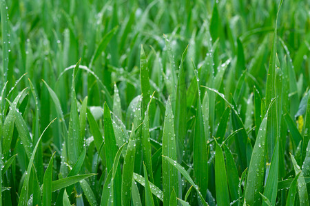 创意绿植装饰字母摄影照片_小满麦穗早上农作物麦田户外绿植摄影图配图