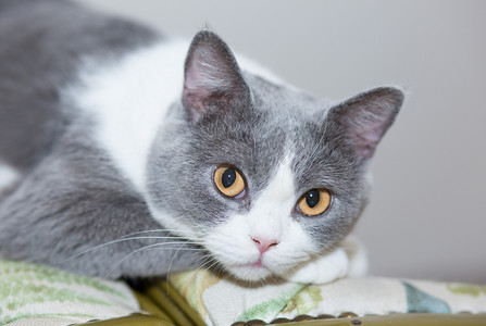 摄影猫咪摄影照片_猫咪喵星人宠物动物粘人猫摄影图配图