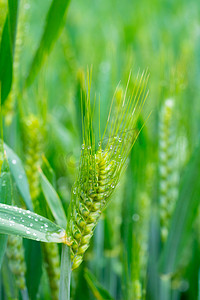 植物节气摄影照片_24节气早上小满麦穗室外雨滴摄影图配图