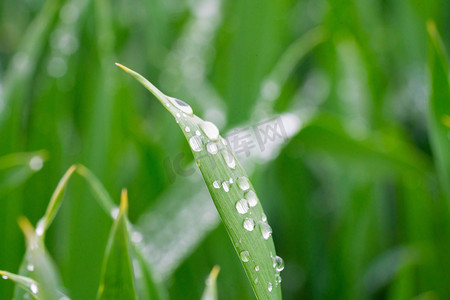 春季清晨麦苗农田雨滴摄影图配图