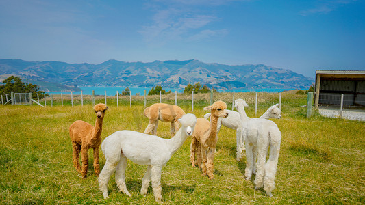 可爱小羊插画摄影照片_新西兰羊驼夏天羊驼户外风景摄影图配图