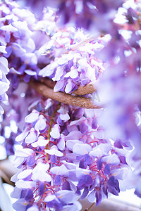 花卉白天紫藤花公园静物摄影图配图