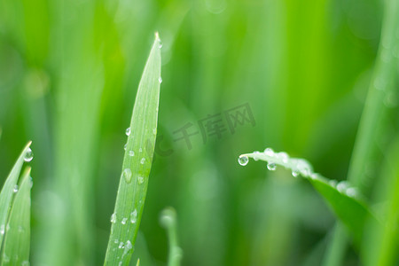 白露节气图摄影照片_小满节气早上小满麦穗农田绿植摄影图配图