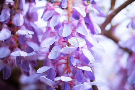 花卉白天紫藤花户外公园静物摄影图配图
