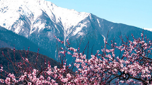 桃花节摄影照片_西藏川西著名5A景区索松村桃花