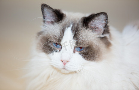 猫动物悠闲猫咖宠物慵懒粘人摄影图配图
