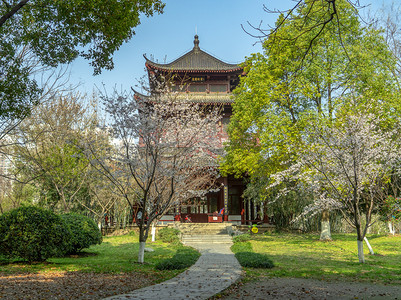 谷雨实景摄影照片_樱花时节白天樱花樱花开放全景摄影图配图