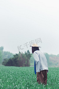 麦田白天农民户外观察麦地摄影图配图