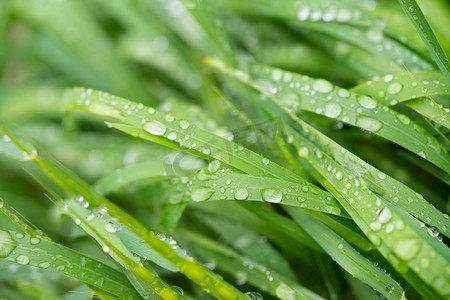 春季植物早上麦苗雨滴户外植物摄影图配图