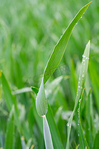 芒种气节摄影照片_小满麦穗早上麦子农田植物摄影图配图