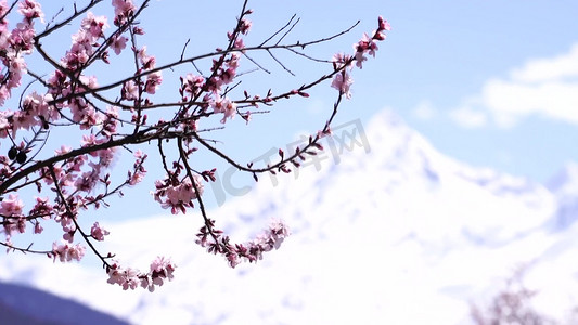 西藏旅行摄影照片_ 实拍西藏川西5A景区索松村桃花