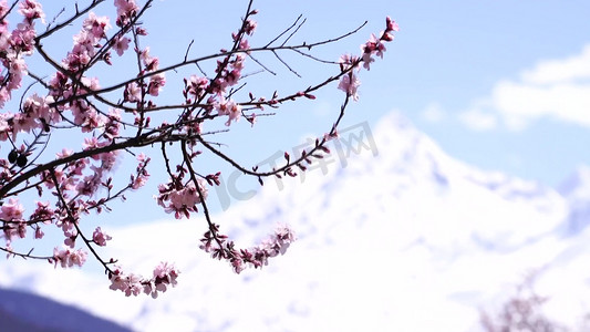 318国道摄影照片_ 实拍西藏川西5A景区索松村桃花