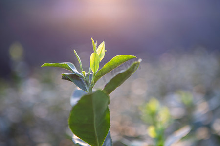 嫩芽茶叶下午茶叶茶园无摄影图配图