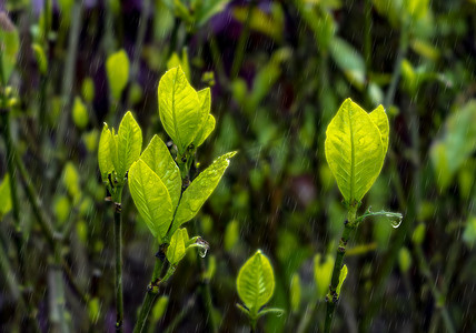 雨中植物摄影照片_嫩芽白天雨中嫩芽春雨特写摄影图配图