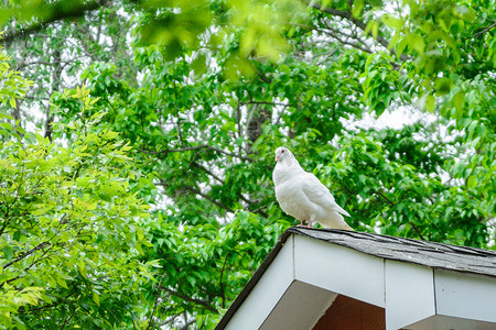 鸽子摄影图摄影照片_动物白天一只鸽子屋顶上站立摄影图配图