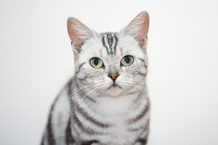 水鸟悠闲摄影照片_慵懒猫咪粘人猫动物悠闲喵星人摄影图配图