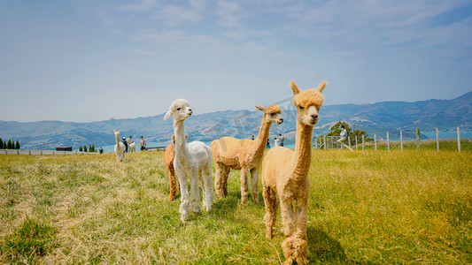 羊驼下午动物高山风景画摄影图配图