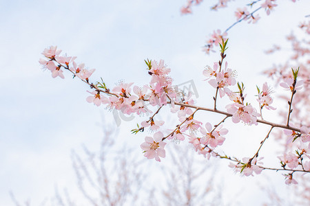 自然风景春季山桃花户外盛开摄影图配图
