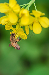 采蜜春天蜜蜂花田采蜂蜜摄影图配图