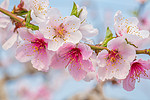 自然风景春天春季早上桃花户外盛开摄影图配图