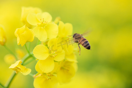 蜜蜂采蜜春天蜜蜂油菜花油菜花田采蜜摄影图配图