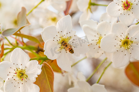 春暖花开惊蛰摄影照片_自然风景春天蜜蜂梨花梨树采蜜摄影图配图