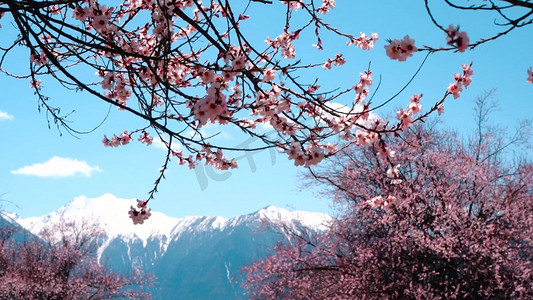 唯美西藏著名景点索松村桃花雪山实拍