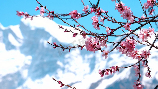 藏族风光摄影照片_唯美西藏著名景点索松村桃花雪山