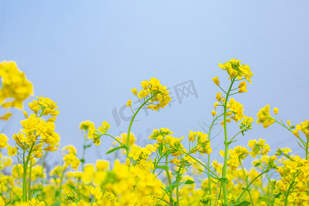 油菜花春天油菜花油菜花田盛开摄影图配图