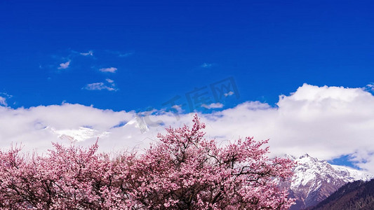 美妆春光节电商摄影照片_西藏旅游风景林芝桃花雪山天空云朵