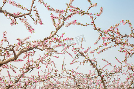 桃树开花摄影照片_自然风景春天桃树桃林盛开摄影图配图