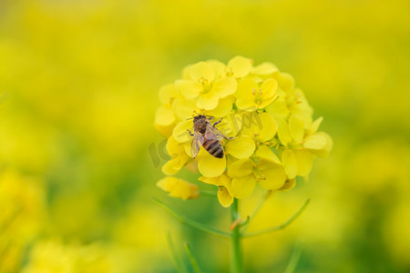 蜜蜂采蜜春天蜜蜂油菜花花田采蜜摄影图配图