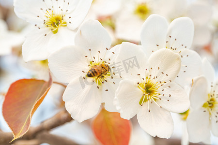 自然风景春天白天蜜蜂梨花梨树采蜜摄影图配图