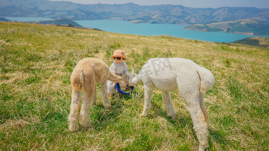 新西兰高山摄影照片_向往的生活正午娃娃和羊驼高山湖泊喂羊驼摄影图配图