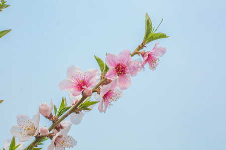 桃树开花摄影照片_自然风景春天桃花蓝天开花摄影图配图