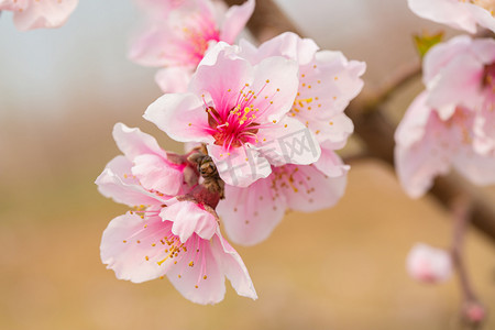 自然风景春天桃花山上开放摄影图配图