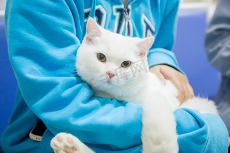 宠物看病摄影照片_宠物医院看病抱猫白猫摄影图配图