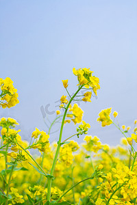 油菜花春季油菜花蓝天盛放摄影图配图