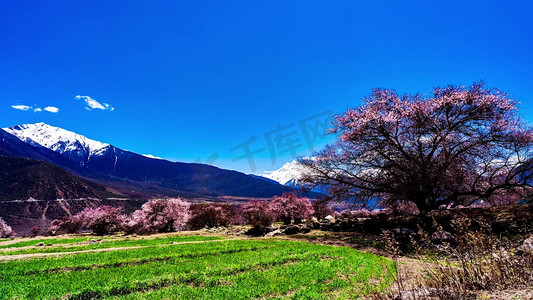 西藏旅游风景林芝索松村桃花